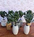 Miniature Fiddle Leaf Plant in Faux Cement Pot Modern Dollhouse Decor